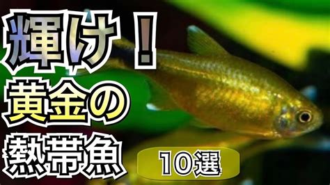 金色 魚|水槽が一瞬で輝く金色熱帯魚10選【淡水魚 アクアリウム】